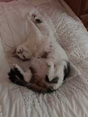 I really fucking love cats!!