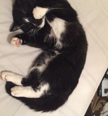 Cat photo thread!