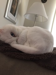 I really fucking love cats!!