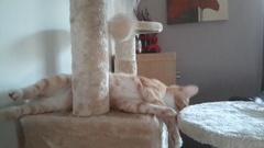 Share my kitteny joy!