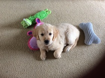 When, how often and what do I use to bath my puppy?