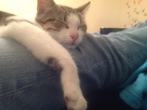 I really fucking love cats!!