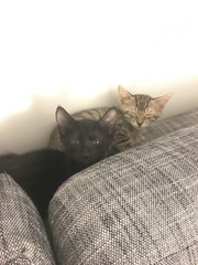 We have KITTENS!! Pics and a couple of questions...