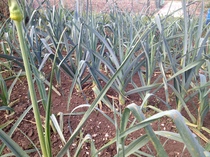 Allotment/Veg Patch Thread 6 -  Weed 'em and Reap!