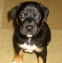 To ask you to share your slightly less than beautiful but much-loved pet pics