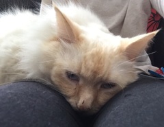 The Friendly Frugaleers, figuring out our finances with furry feline photos!