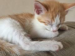 I really fucking love cats!!