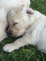 When, how often and what do I use to bath my puppy?
