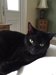 Cat photo thread!