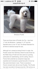Odd poodle question...