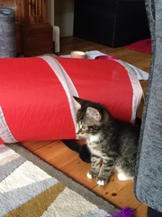 New Kittens. Photos and need names