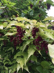 Does anyone know what this is?