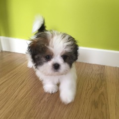 Anyone fancy a new puppy-support thread?