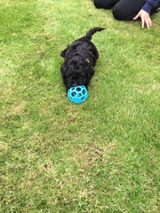 New Puppy pics