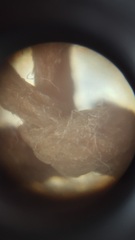 KLAXON!! Pic - Tell me this is a stitch and not a.....