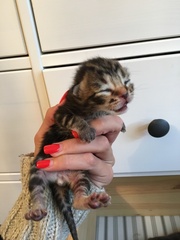 Ye gods, my cats gone and got herself knocked up