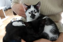 New kittens! How do we introduce them to our existing cat?