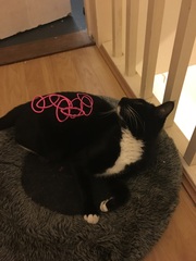 Balancing objects on cats.