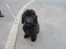 Odd poodle question...