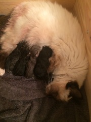 Ye gods, my cats gone and got herself knocked up
