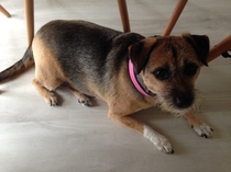 Adopting a dog - tips on settling her in