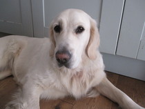 Meet Jess