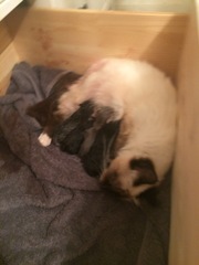 Ye gods, my cats gone and got herself knocked up