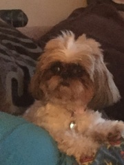 To ask you to share your slightly less than beautiful but much-loved pet pics