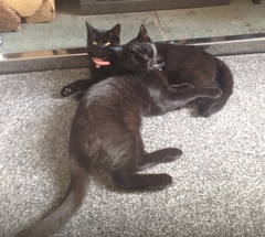 Cat photo thread!