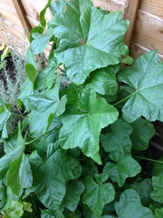 Mystery plant! Help please