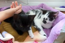New kittens! How do we introduce them to our existing cat?