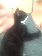 Ah fleas! Please help!