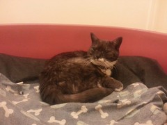 I really fucking love cats!!