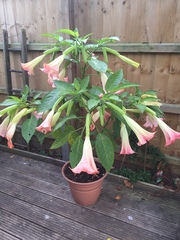 "in the midst of winter, I found there was within me, an invincible summer" Potting shed chat continues here