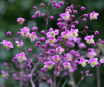 What plants make you heart sing?