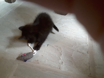 Feral kitten and personal hygiene