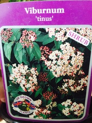 Plants for a border