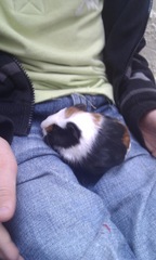 New guinea pigs - help, what do you use for bedding/lining the hutch?