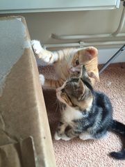 Oops we brought two home! Help with names please...