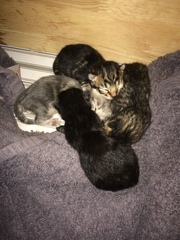Ye gods, my cats gone and got herself knocked up