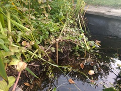 Renovating a garden pond
