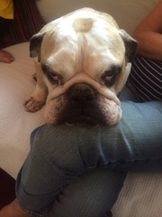 To ask you to share your slightly less than beautiful but much-loved pet pics