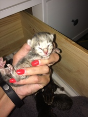Ye gods, my cats gone and got herself knocked up