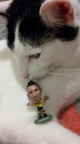 Balancing objects on cats.