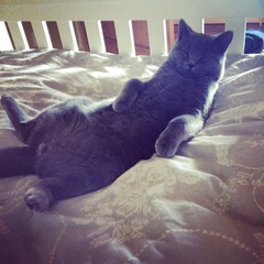Cat photo thread!