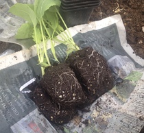 Allotment/Veg Patch Thread 6 -  Weed 'em and Reap!