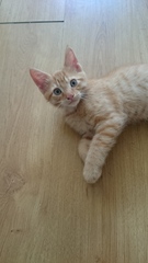 I really fucking love cats!!