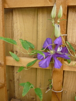 what is wrong with my clematis?