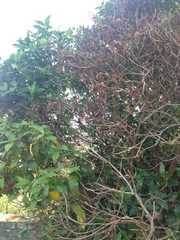 What has happened to my bushes?
