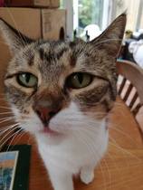 Cat photo thread!